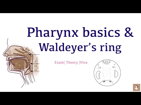 Draw Waldeyer’s ring and understand parts of pharynx | Explained in 5 min | MBBS | Anatomy| ENT 
