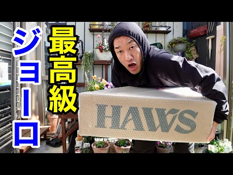 園芸 ジェイムソンのストレプトゾレン、オレンジブロワリア