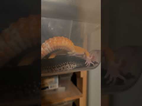 How to breed Leopard Geckos ❤️🦎