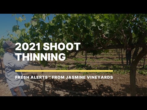 Shoot Thinning the Table Grape Vineyards