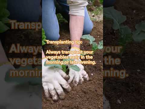 Transplanting vegetables kitchengarden gardening kitchengarden vegetablefarming farmingtips