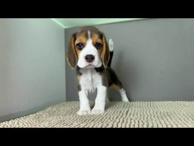 (子犬) 犬種：ビーグル 男の子 ブリーダー マロニエケンネル　MARRONNIER KENNEL k4183の画像