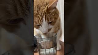 【ただ猫さんが水を飲む動画🎥♡】 #猫 #可愛い #ねこのいる暮らし #asmr