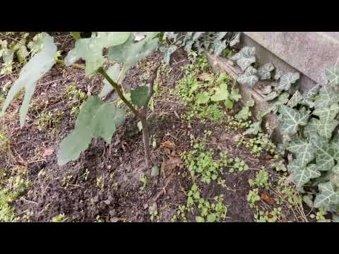 Feigen Infos und Gewächshaus