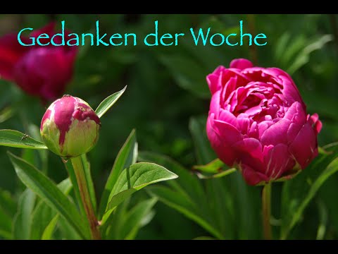 Gedanken der Woche (13.05.2020)