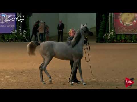 N.182 ASSILAAH ANJUM QA - LAS VEGAS 2019 - Arabian World Cup Junior Fillies (Class 111).mp4