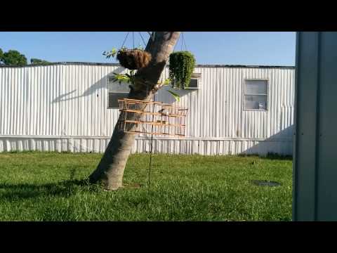 Azulejo reinando y cantando nice.