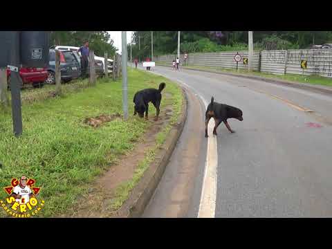 Casal de Rottweiler solto na entrada da cidade