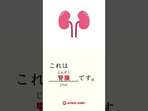 Human Body Organ in Japanese