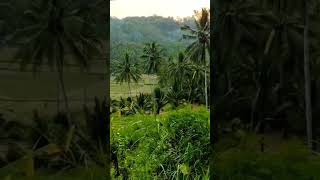 Download lagu suasana pedesaan #shorts mp3 Download lagu suasana pedesaan #shorts mp3
