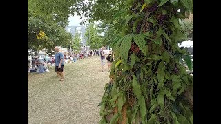 &quot;Buddy Appleweed&quot; visits Artscape 2017