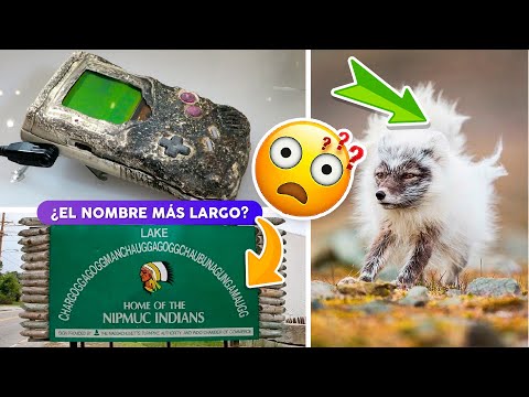 19 Curiosidades interesantes que quizás no sabías 🙀🤨