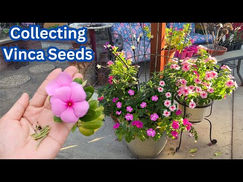 How to Harvest Vinca Seeds? (So Easy)