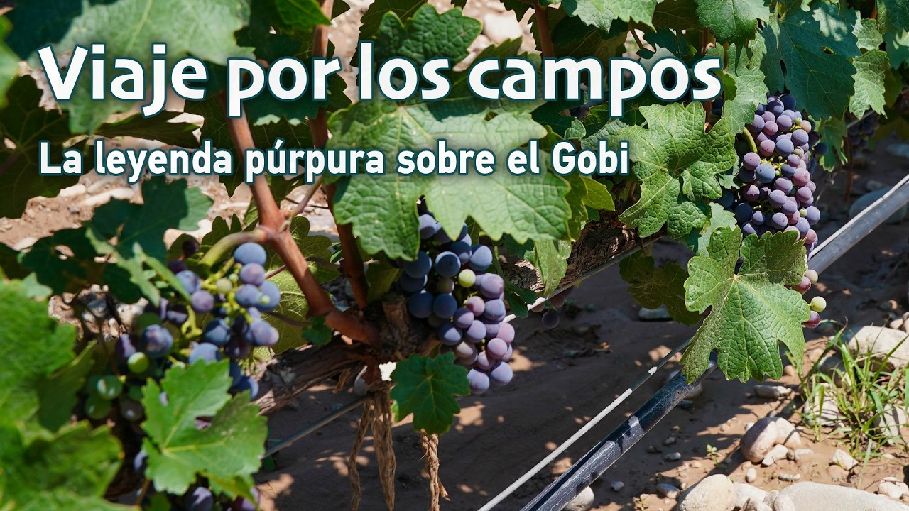 Viaje por los campos | La leyenda púrpura sobre el Gobi