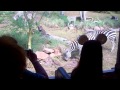 Zebras Glen Added To The Finale Of Kilimanjaros Safari