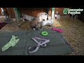 Puggle dogs for sale: Karmel - Video 1