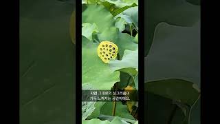 서울 근교에 이런 곳이? 연꽃 향 가득한 힐링 산책로 🌿#경안천습지생태공원 #서울근교가볼만한곳 #경기도광주여행 #서울근교산책 #연꽃단지 #주말나들이 #힐링여행  #산책로추천