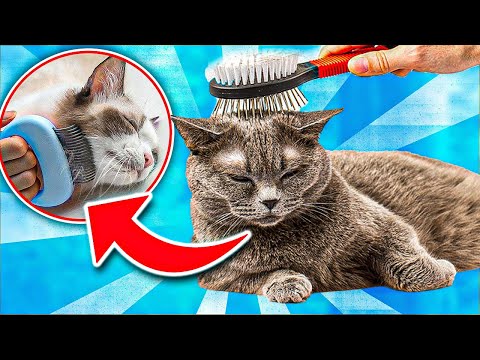 Cat Shredding Problems? 5 Ways to “COMPLETELY STOP” Your Cat From Shredding! [SIMPLE STRATEGY]