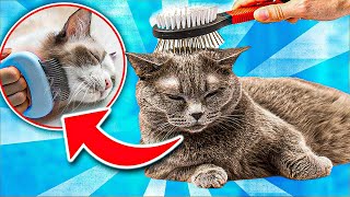 Cat Shredding Problems? 5 Ways to “COMPLETELY STOP” Your Cat From Shredding! [SIMPLE STRATEGY]