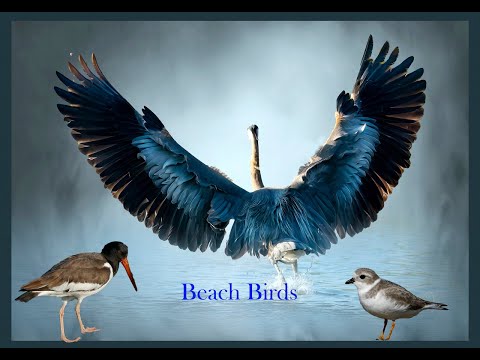 Beach Birds - Wildlife on Beach, Panasonic Lumix Bridge Camera, Slo Mo, Video, Still Shots, Art Work