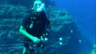 Hawaiian Reef Fish Trailer