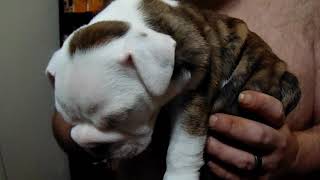 Video preview image #1 English Bulldogge Puppy For Sale in HAMILTON, OH, USA