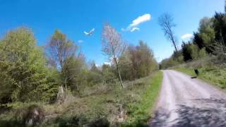 Pigeon and Dogs in the woods