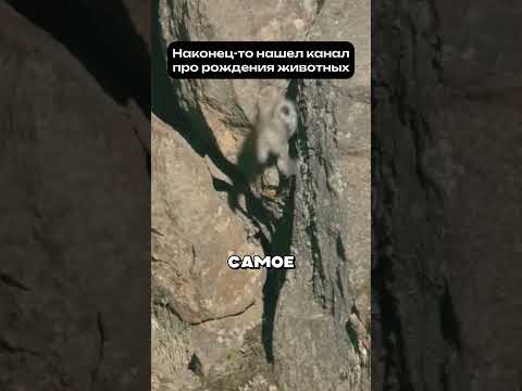 Первый прыжок птенца #роды #животные #рождение
