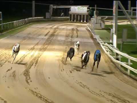 2017 SERVOCA NURSING BRITISH BRED DERBY - T3 KING ELVIS