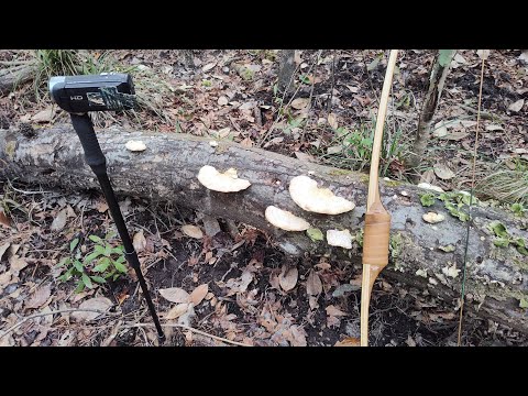 Sumpfwandern mit einem neuen Langbogen