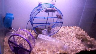 Wild mice playing