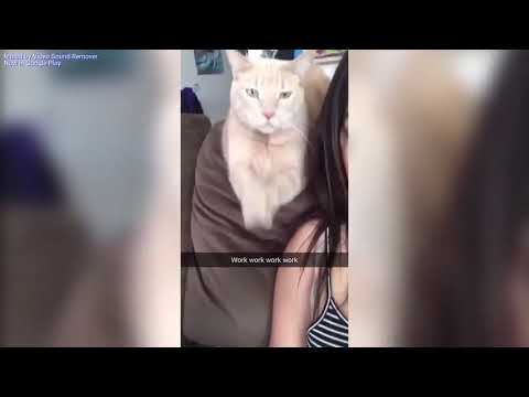 Susanu , Florin Salam , Ella - Misca-te asa.PARODIE