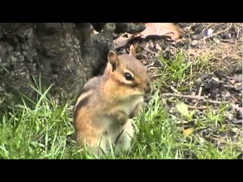 Chipmunk 05/01/2011