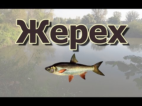 Русская Рыбалка 3.99 (Russian Fishing) Жерех на Деме