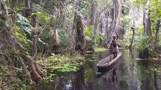 preview picture of video 'Dugout canoe in Congolese rainforest swamp. Enyelle, Likouala, Republic of Congo.'