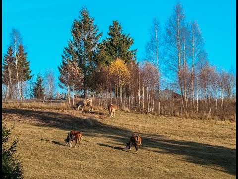 Floyd Cramer  " Please Help Me, I'm Falling "