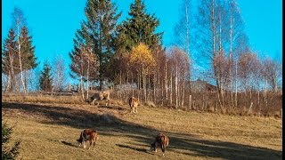 Floyd Cramer  " Please Help Me, I'm Falling "