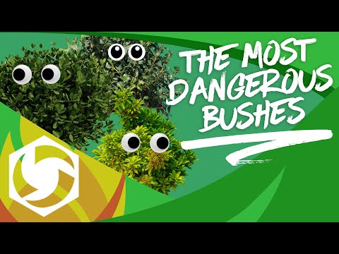 The Most Dangerous Bushes in HotS - Kyle Fergusson's Heroes of the Storm 2020 Guide