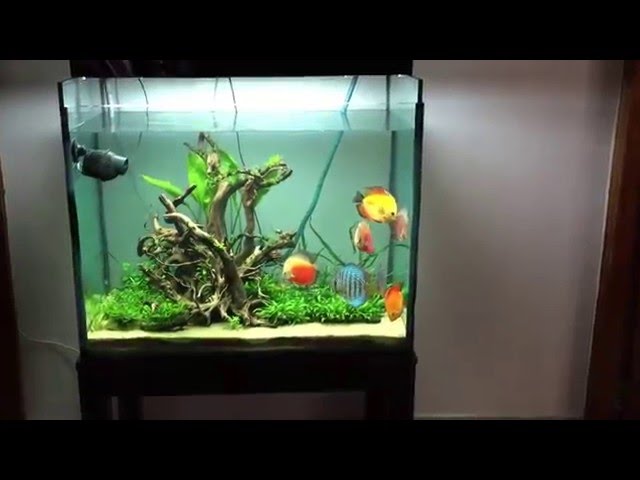 discus fish in a planted tank set up.