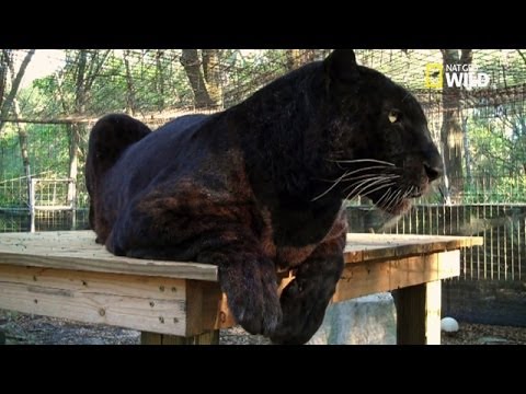 Black panthers don't exist!