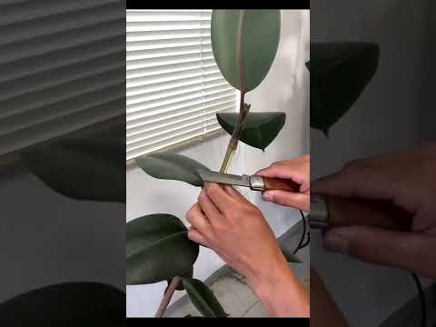 園芸 小葉のゴムの木