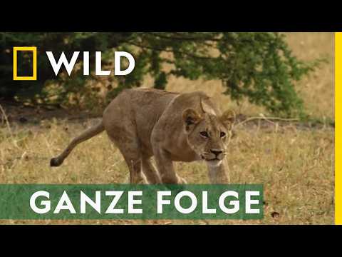 Video Thumbnail: Mutter der Löwen - Ganze Folge | Savage Kingdom