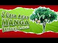 5 Cara Membuat Pohon Mangga Berbuah Lebat | 100% BERHASIL