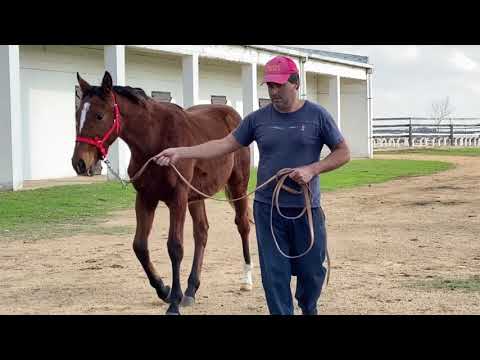 Lote RUBICON