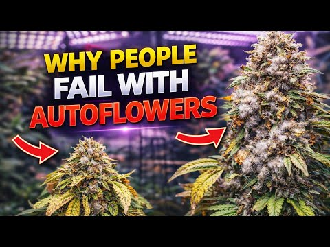 Why 90% of Growers Fail With Autoflowers
