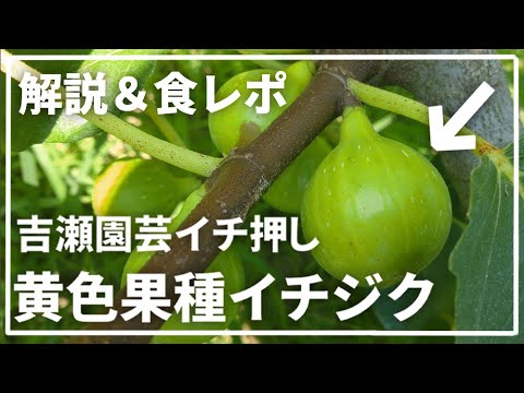 園芸 小ツガ、偽パセリ、イヌツガ、収穫ツガ