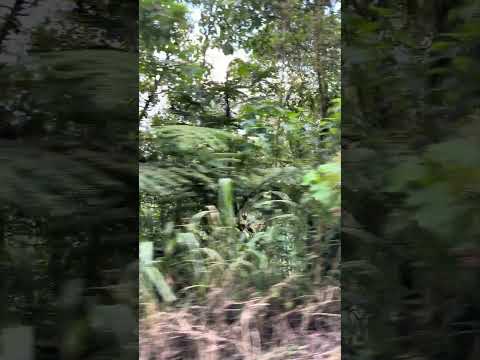 Tierrras de Heliconia Antioquia