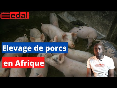 , title : 'Pourquoi et comment lancer un élevage de porcs en Afrique? Edal#31'