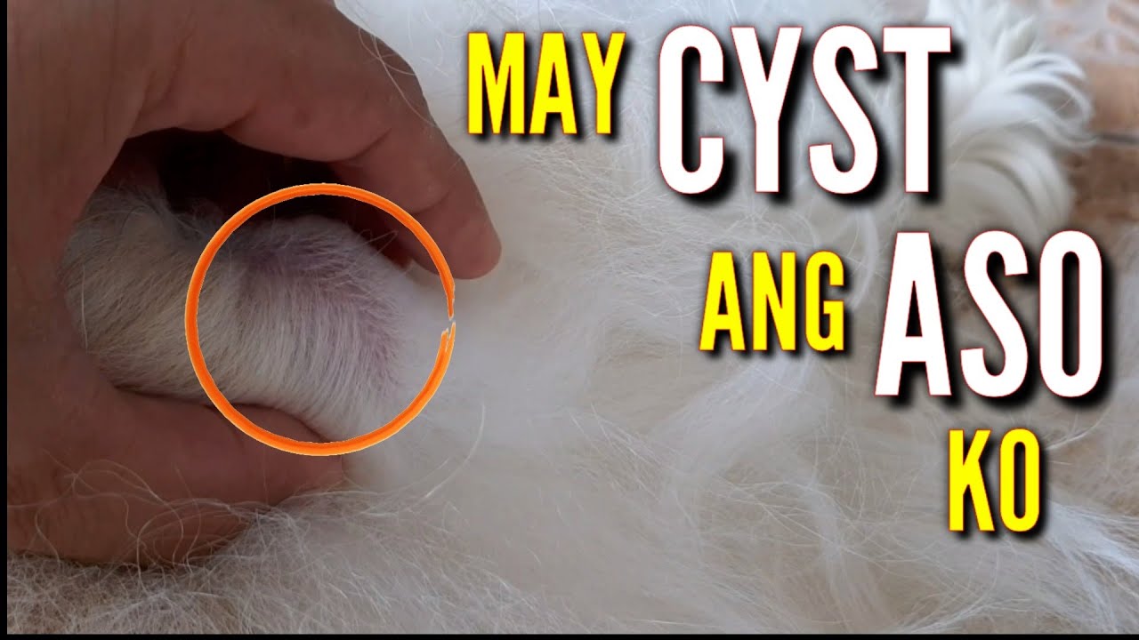 May Cyst Ang Isa Kong Aso Na Si Blackper (#231)