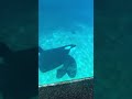 Keet Best Male Orca At Seaworld Seaworld Sandiego Orca Killerwhale Dolphin